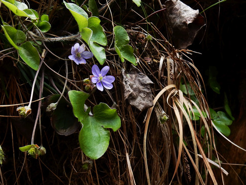 Leberblümchen Doser Wasserfälle