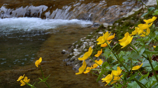 Butterblumen