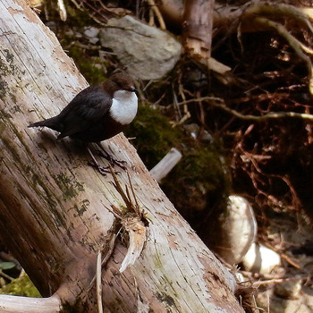 Wasseramsel