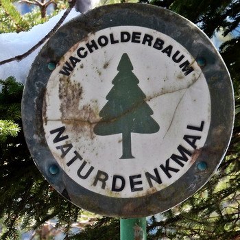 Naturdenkmal Wacholderbaum Fernwanderweg Lech