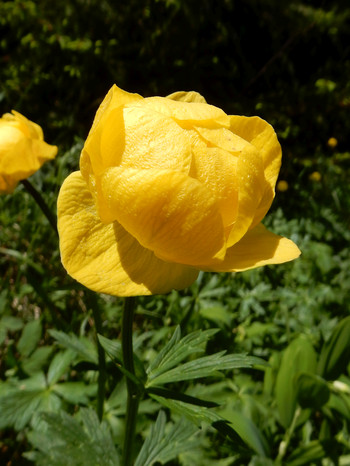 Trollblume