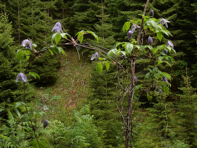 Klematis Radurschl Klammsteig