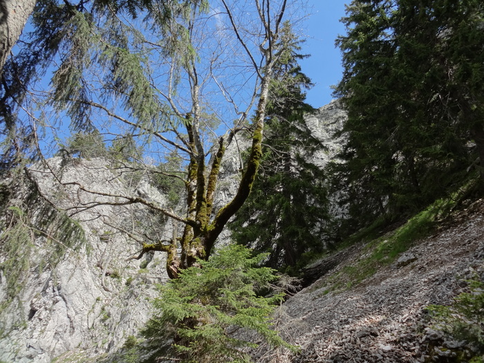 Brunnbergkamm 01799.JPG