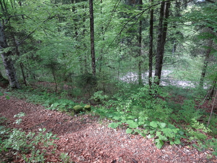 Brunnbergkamm 02455.JPG