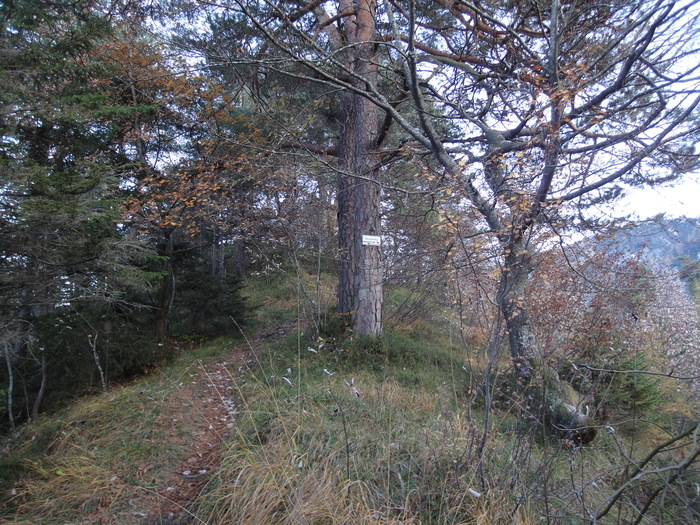 Dötzenkopf 08795.JPG