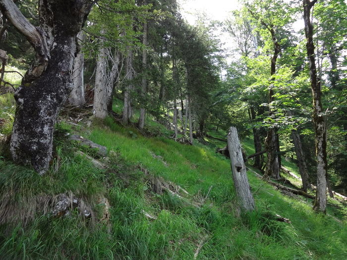 Grasköpfl 08138.JPG