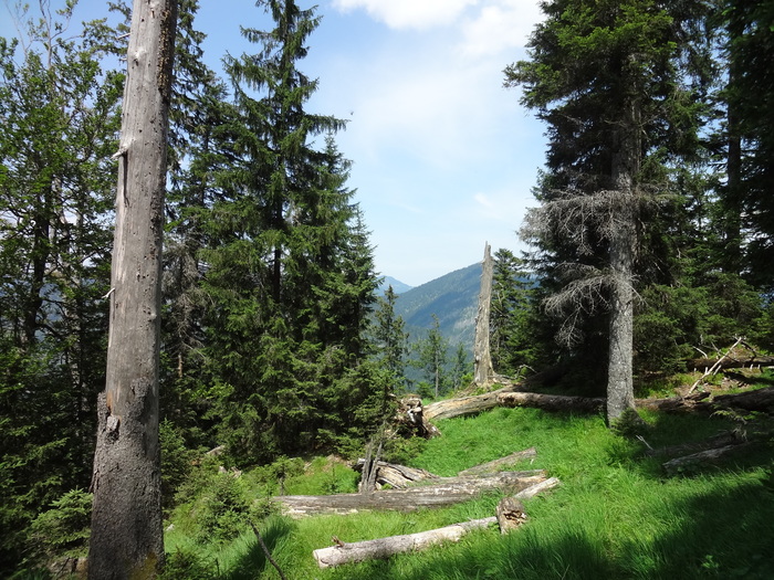 Grasköpfl 08244.JPG
