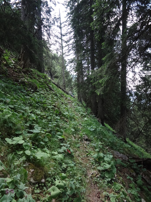 Grasköpfl 08414.JPG