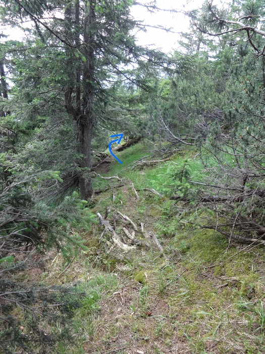Grasköpfl 08664.JPG