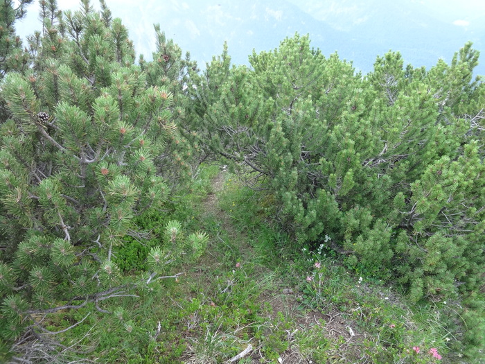 Grasköpfl 08860.JPG