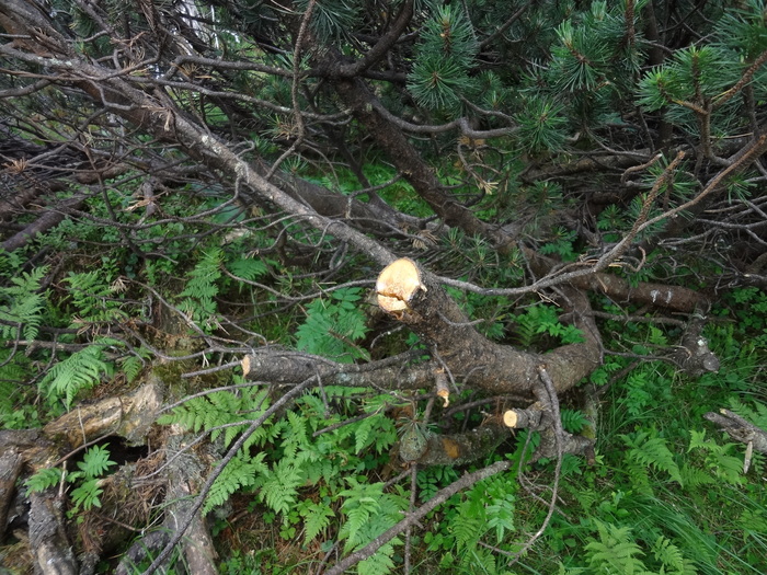 Grasköpfl 08934.JPG