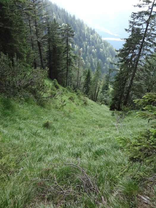 Grasköpfl 08971.JPG