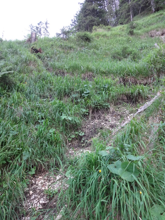 Grasköpfl 09241.JPG