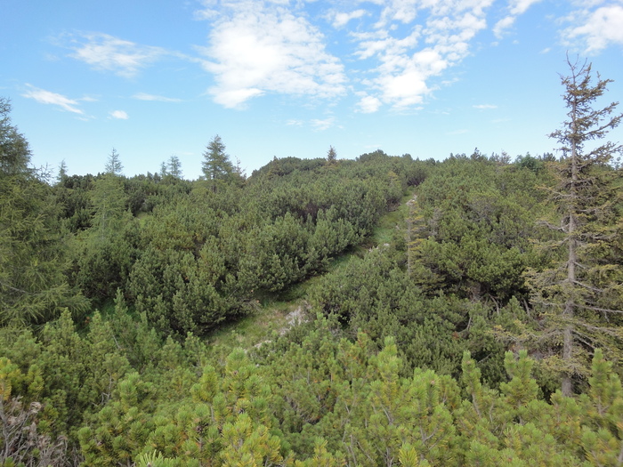 Köglhörndl 05055.JPG
