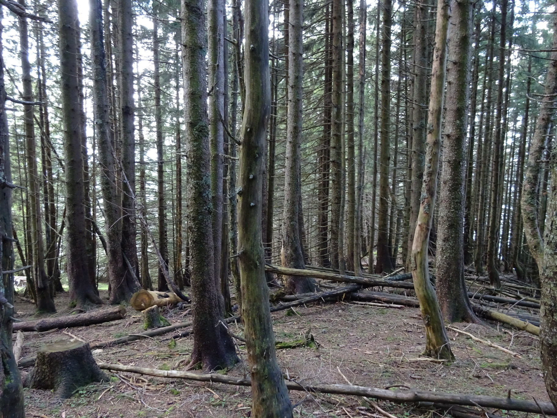 tmp_DSC08129.JPG