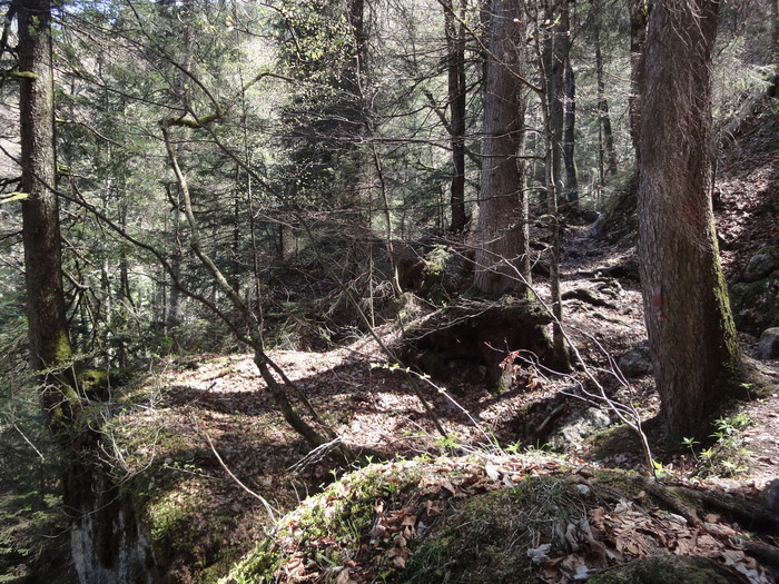 Reichenbachklamm 01238.JPG