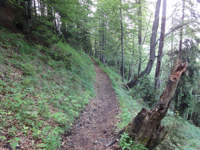 Rinnkendlsteig 07300.JPG
