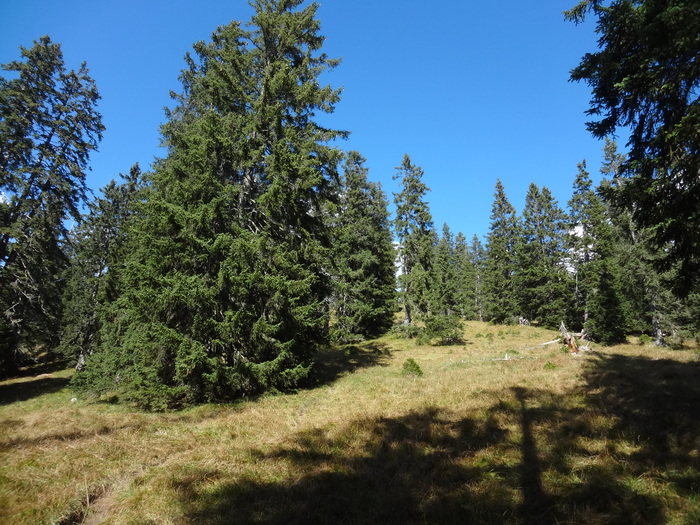 Schönjöchl 08805.JPG