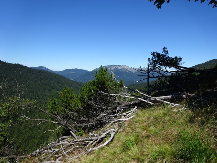 Speibenkäs 07953.JPG