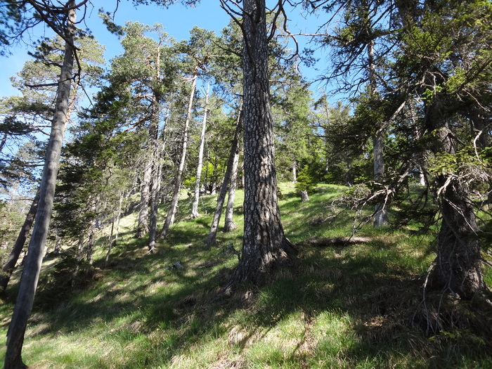 Speibenkäs 03946.JPG